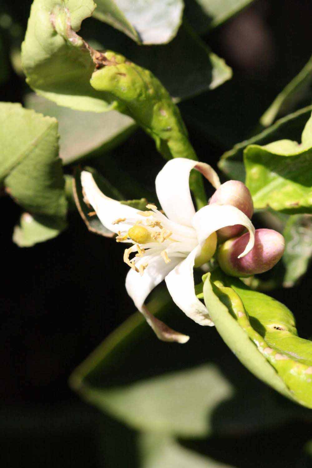              Flower (Riverside, CA)       